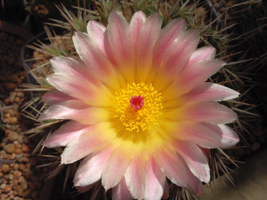 Notocactus roseoluteus